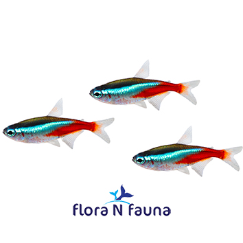 Aquarium Fish Supply